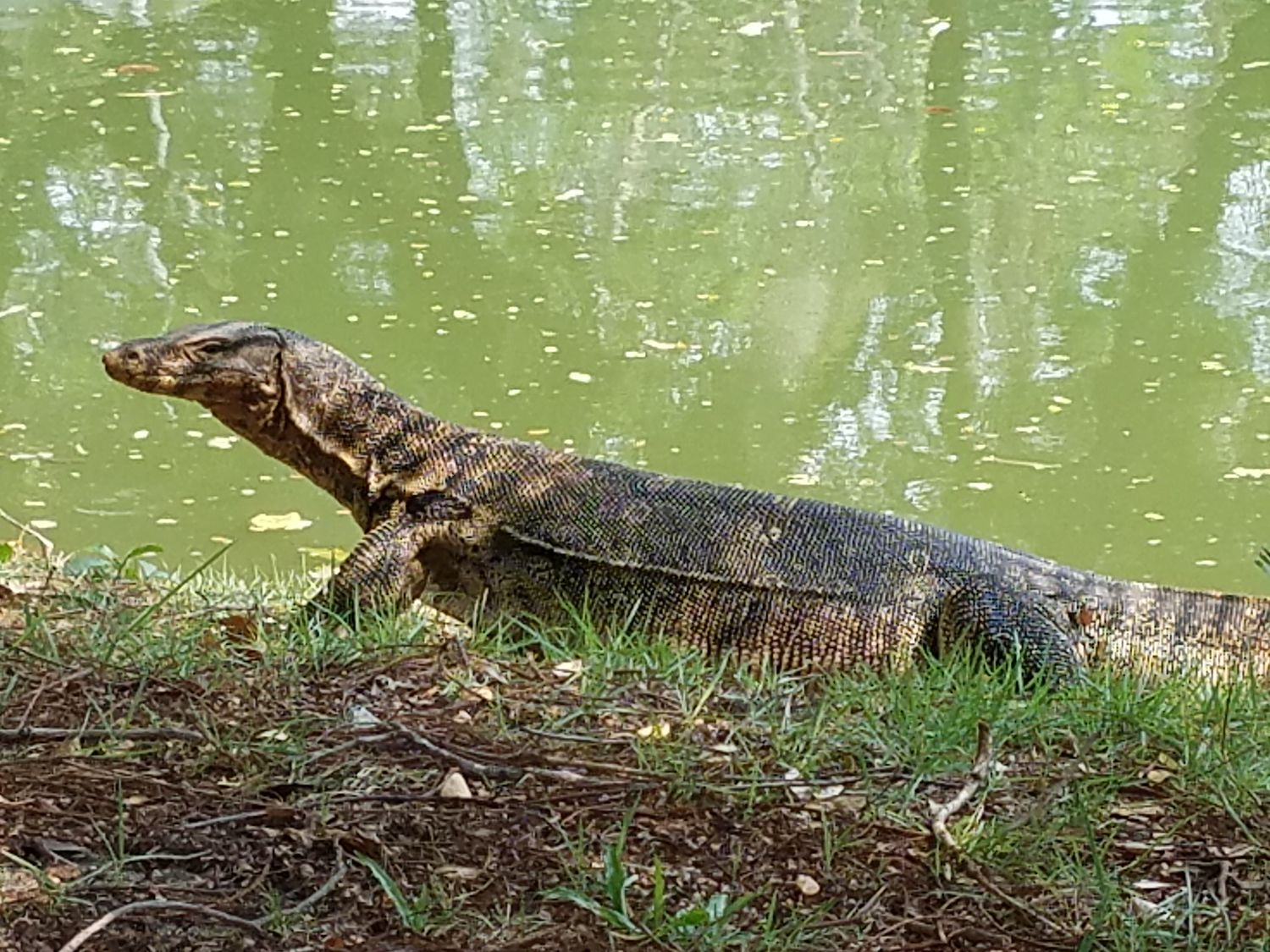 Hopp, ilyet még nem láttam csak úgy mellettem a parkban mászkálni, pláne nem ekkorát...