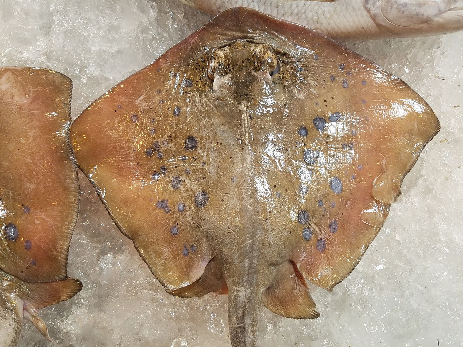 Rája... grillen a legjobb